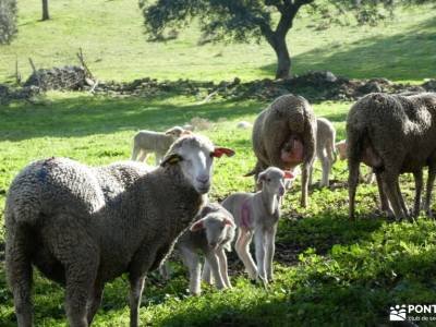 Geoparque Villuercas - Ibores - Jara; sierra espuña senderismo senderos el hierro señalizacion sende